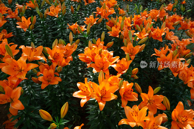 大连英歌石植物园一大片盛开的百合花海