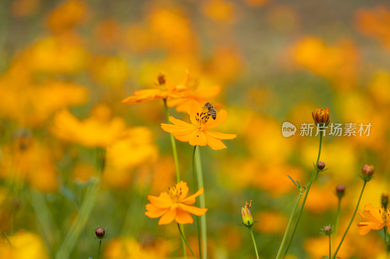 花蕊上的蜜蜂