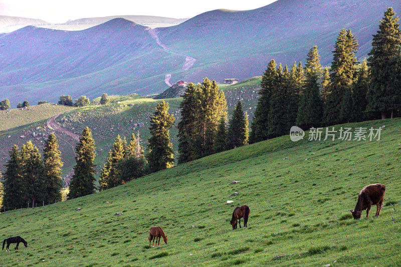 夏天新疆伊犁早晨，大草原上几匹马正在吃草