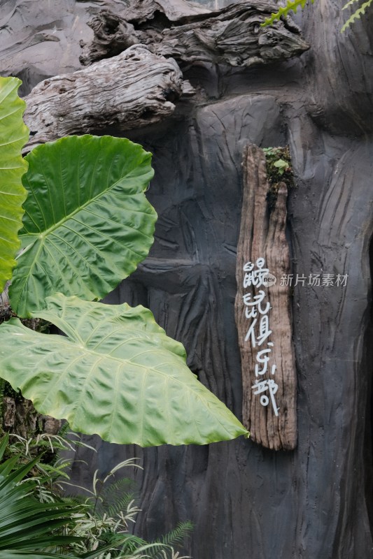 绿植环绕的鼠俱乐部标识牌