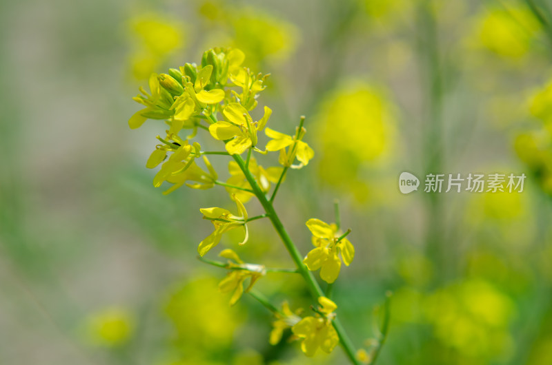 春天的油菜花特写