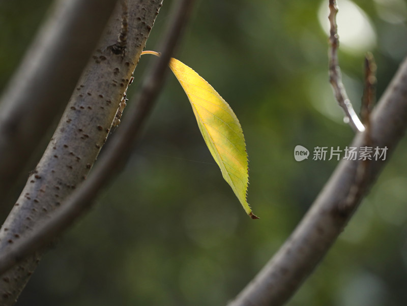 阳光下闪闪发光的金黄色树叶叶子特写