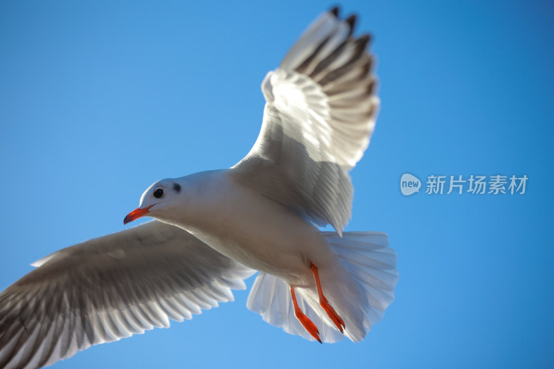 展翅飞翔的海鸥