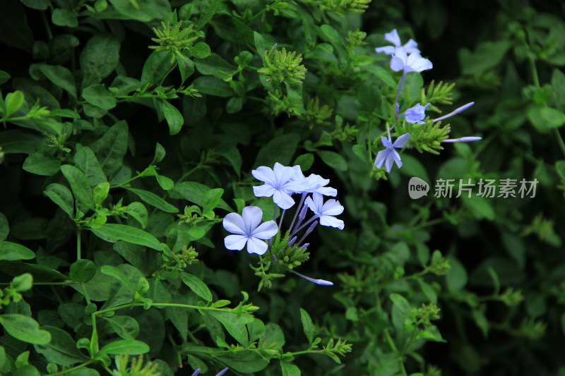 蓝花丹植物