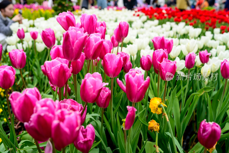 郁金香花卉景观