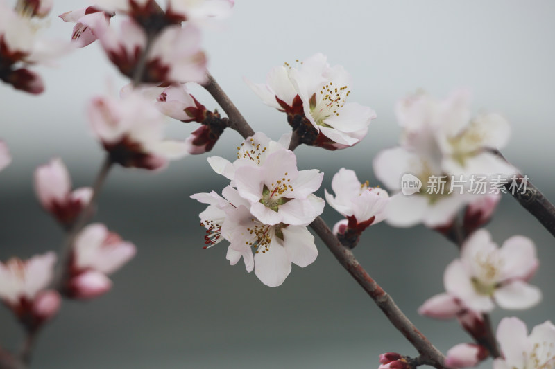 北京国家植物园春天的山桃花