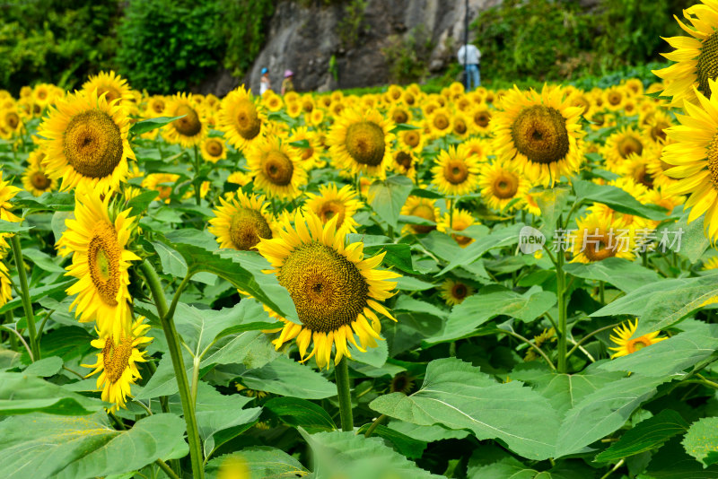 美丽田野田园太阳花葵花花朵向日葵