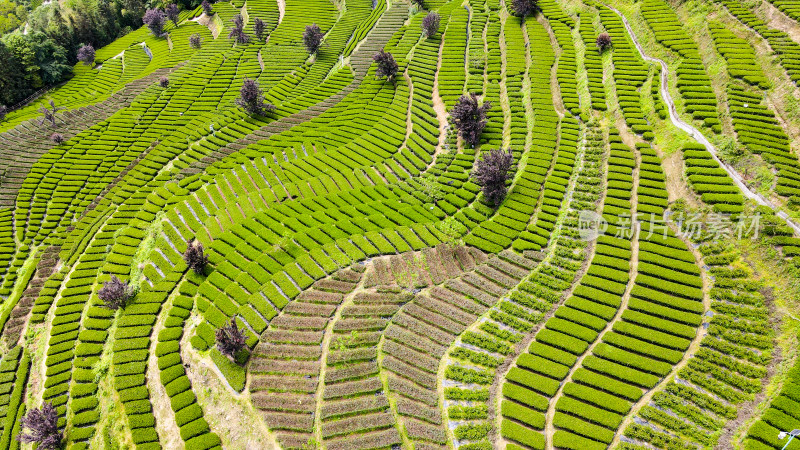 大自然茶园茶叶茶山美景景色航拍