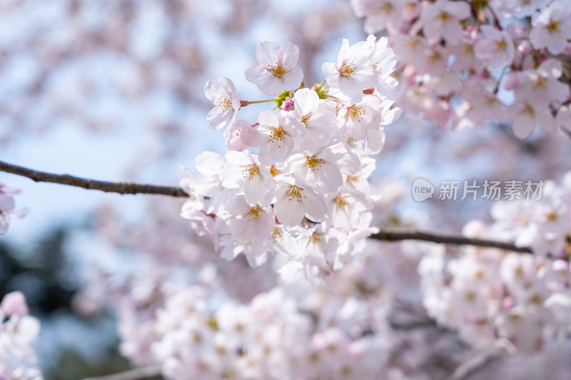 青岛中山公园樱花盛开的粉色樱花