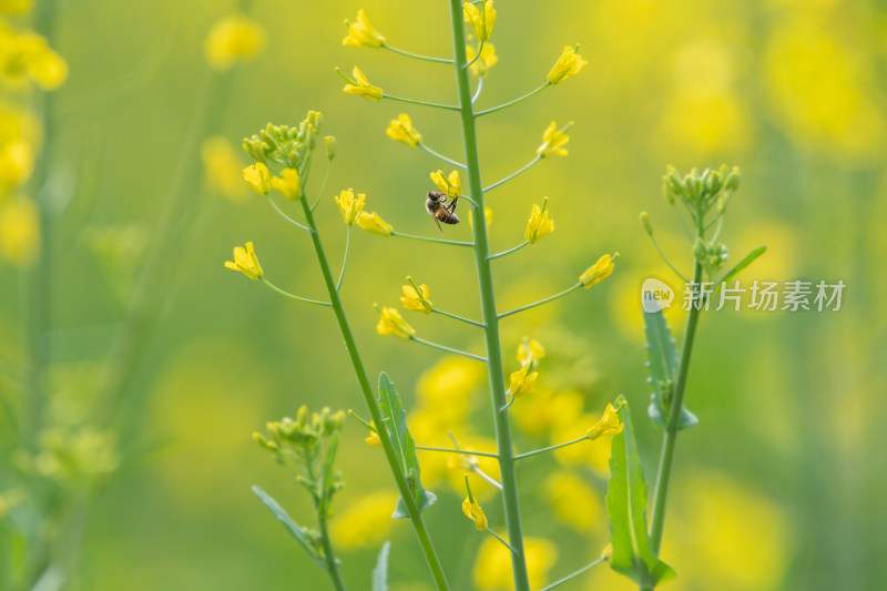 春天油菜花和蜜蜂