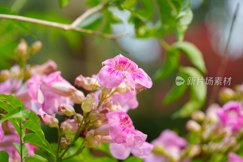 粉红色开花植物非洲凌霄