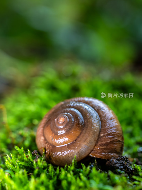 下雨天蜗牛缓慢爬行