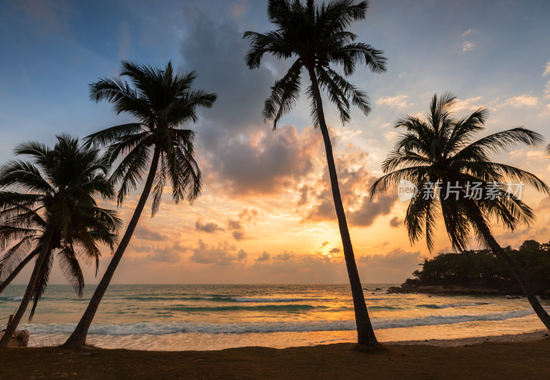 椰林树影下的金色海滩