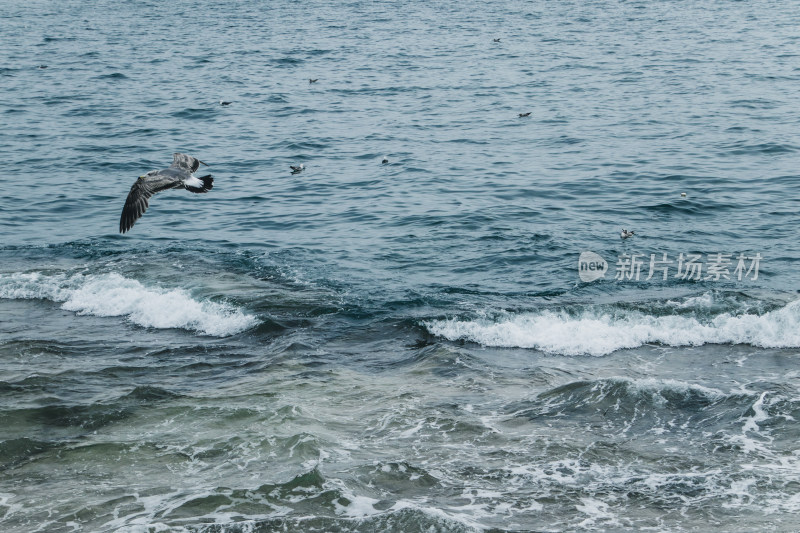 水面海浪翻涌海鸥飞翔