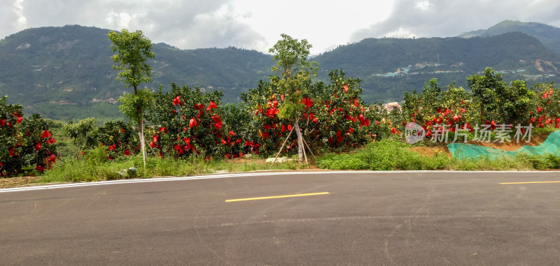 公路旁硕果累累的果园