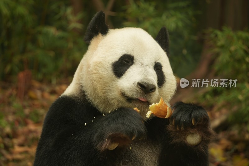 熊猫萌萌啃食竹叶的可爱模样