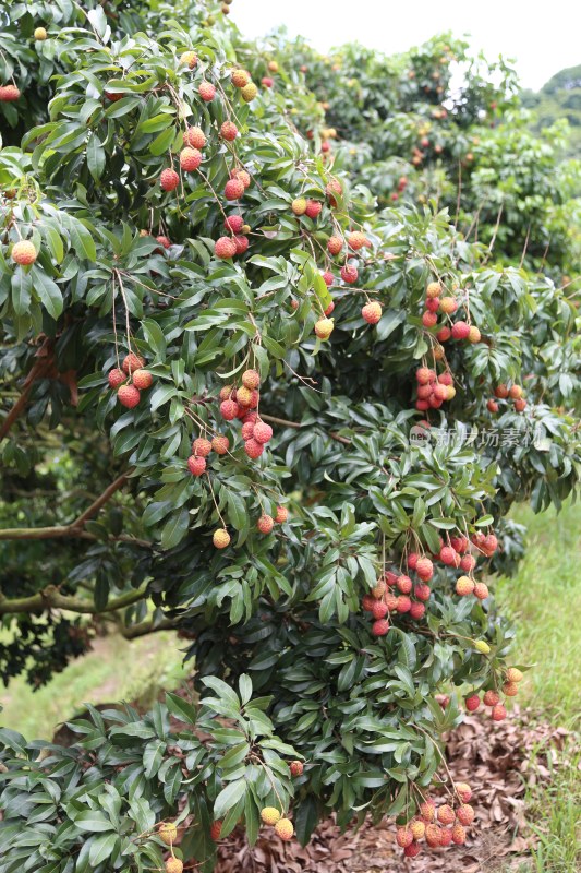 挂满荔枝的荔枝树
