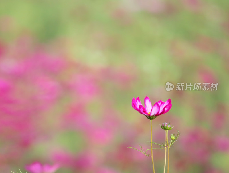 虞美人秋英花格桑花花海