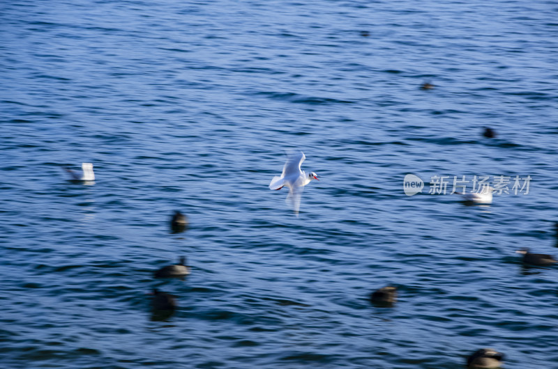 云南丽江泸沽湖海鸥水鸟野生动物