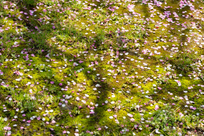 春天梅花花瓣撒落地上