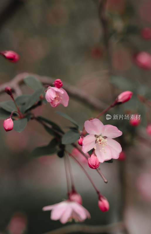 盛开樱花枝上蜜蜂飞舞的春日景象