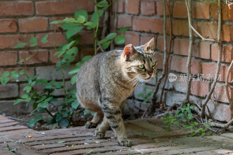 猫在街道行走散步霸气流浪猫