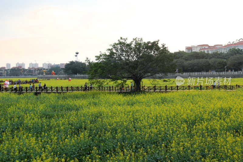 广东东莞：莲湖风景区油菜花田