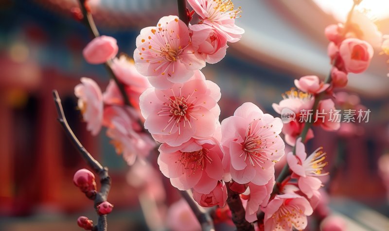 宫廷梅花盛开初春花朵清新淡雅背景