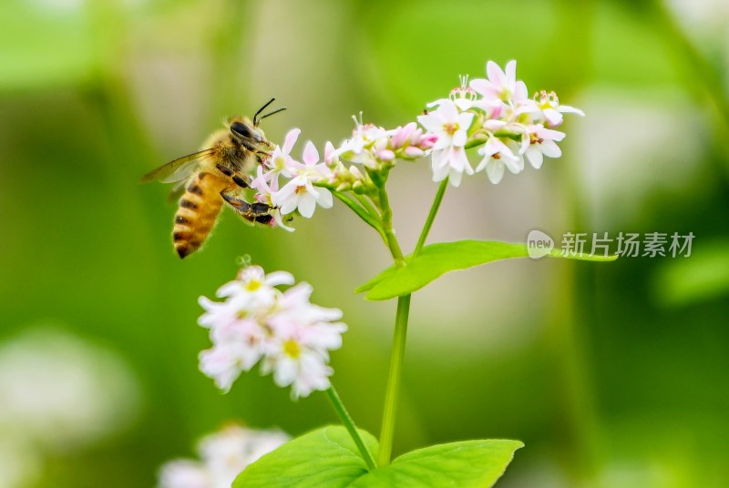 重庆酉阳：荞花.蜜蜂