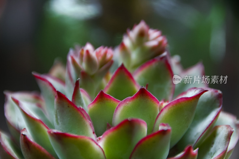 红边绿叶多肉植物特写