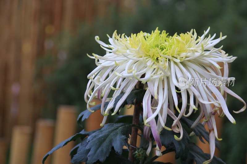 白色菊花 丝状菊花 黄色菊花 