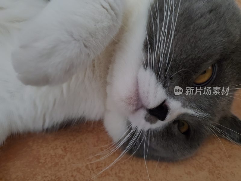 猫的表情形态