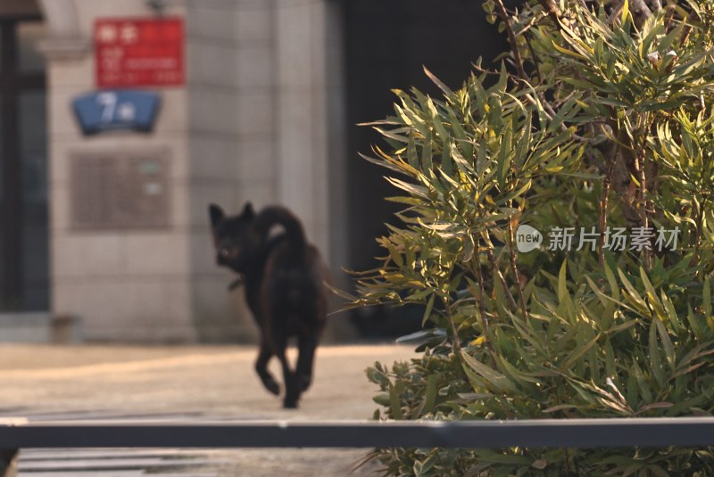 户外黑犬在绿植旁跑动的场景