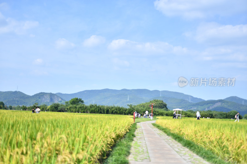 金色的水稻田稻穗，乡村振兴