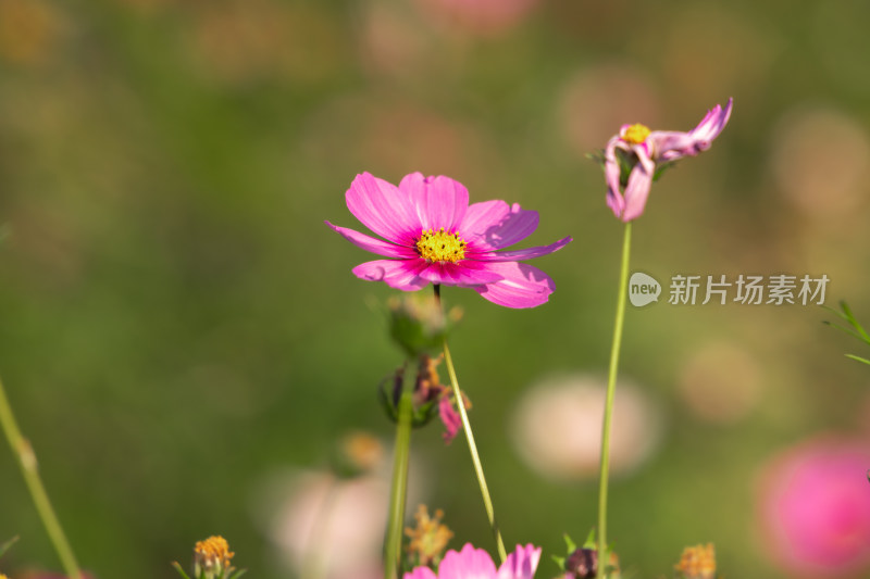 夕阳下的格桑花或波斯菊