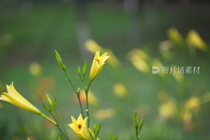 户外菜地的黄花菜