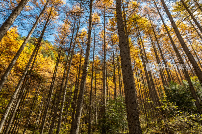 秋天色彩斑斓的森林树木山川