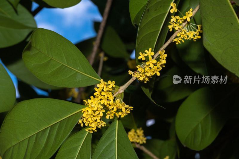 桂花盛开