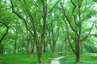 绿色树林森林
