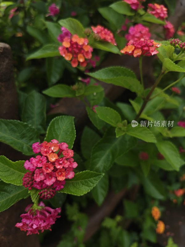 多彩花卉绿植特写