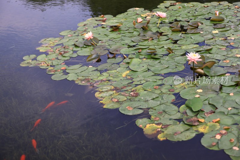 池塘里睡莲与锦鲤