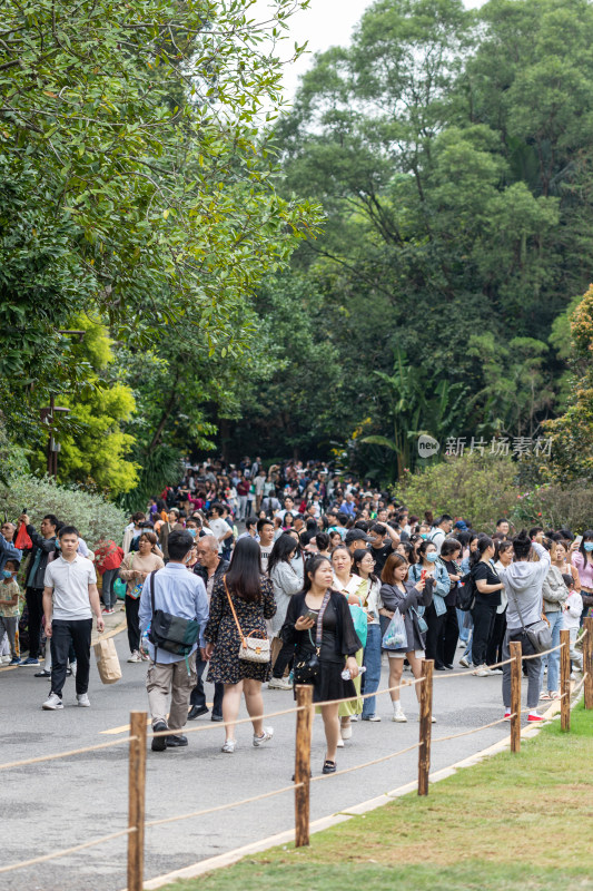 深圳仙湖植物园花展