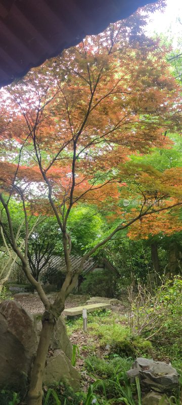 自然风光 花草树木