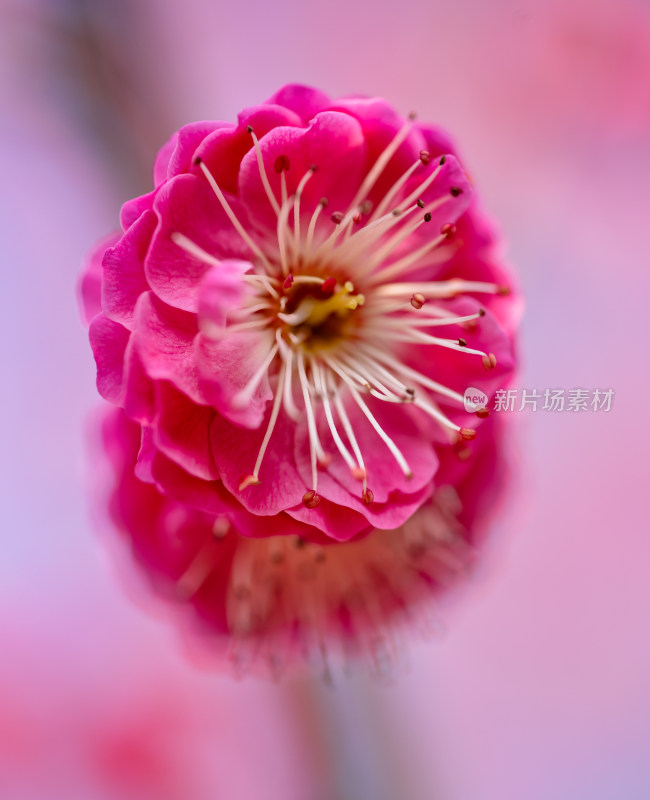 春天的梅花花开花微距