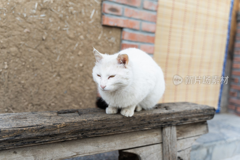 猫在院子中休息