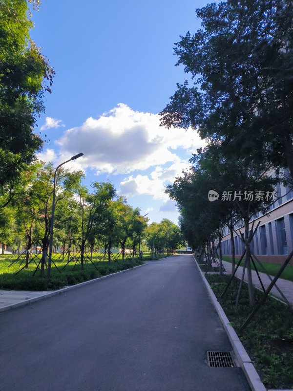 绿树成荫的校园道路