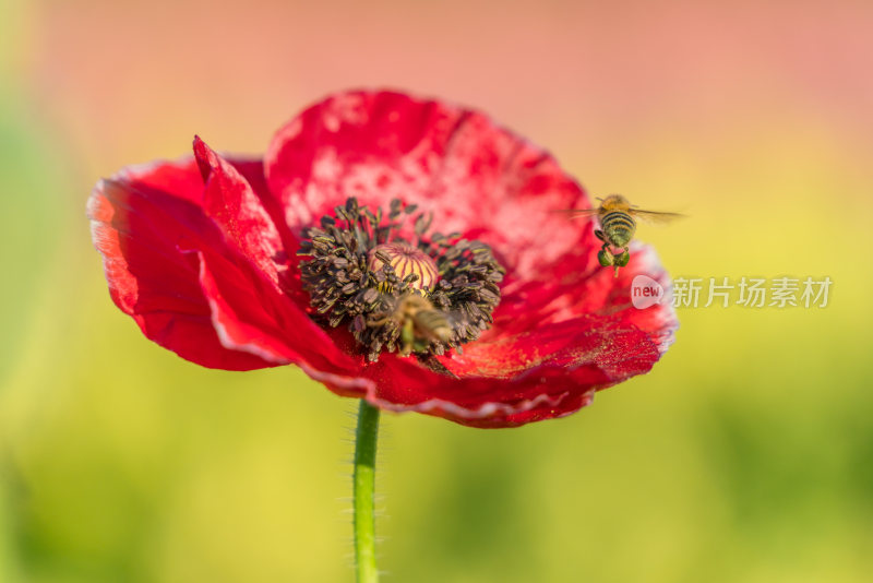特写红色花朵与蜜蜂