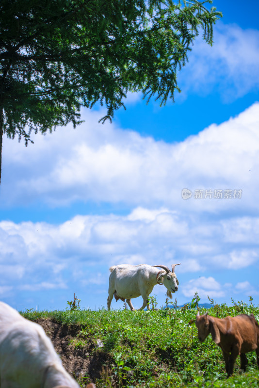 阳光草原牧场羊群