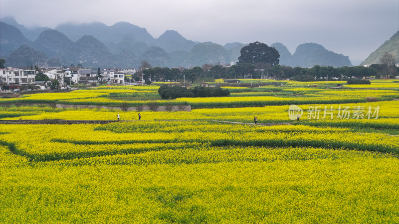 航拍油菜花盛开  美丽乡村