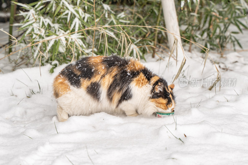 猫在雪天觅食冬季流浪猫雪地寒冷竹林